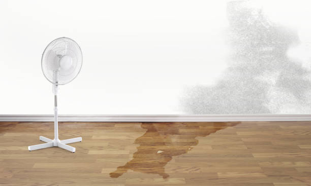 Best Basement water damage restoration  in Basalt, CO