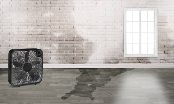 Best Flood damage cleanup  in Basalt, CO